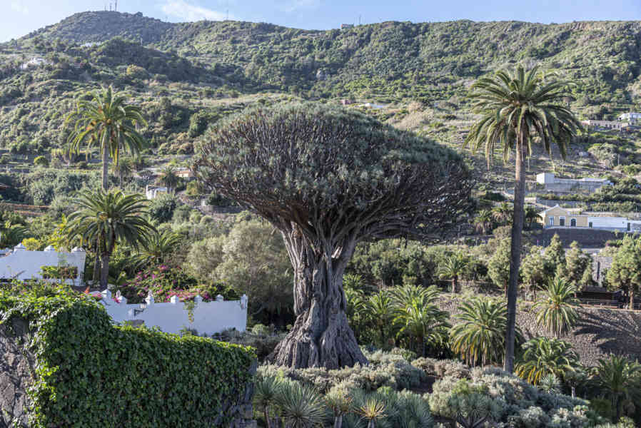 Tenerife 230 - Icod de los Vinos - Drago Milenario.jpg